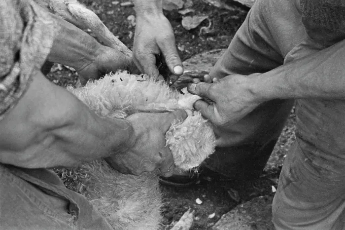 Framed Print : Sheep Shearing In Snowdonia Framed Print : Sheep Shearing In Snowdonia