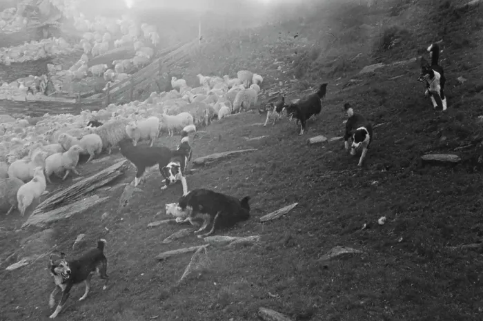 Framed Print : Sheep Shearing In Snowdonia Framed Print : Sheep Shearing In Snowdonia