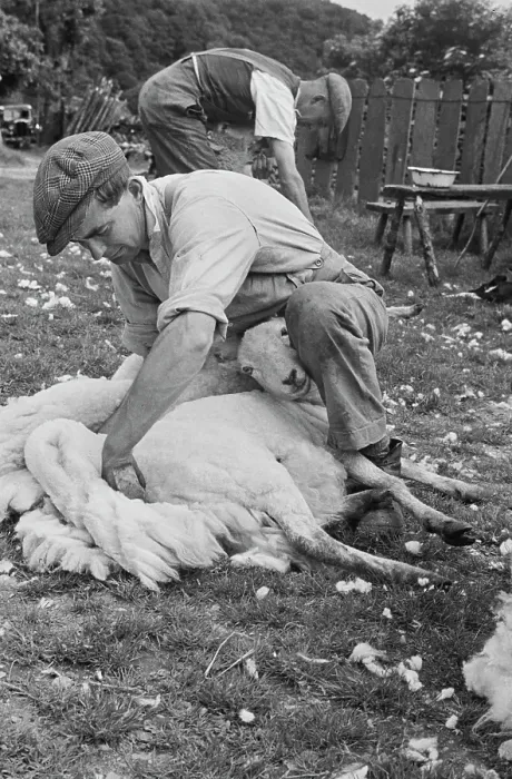 Framed Print : Sheep Shearing In Wales Framed Print : Sheep Shearing In Wales