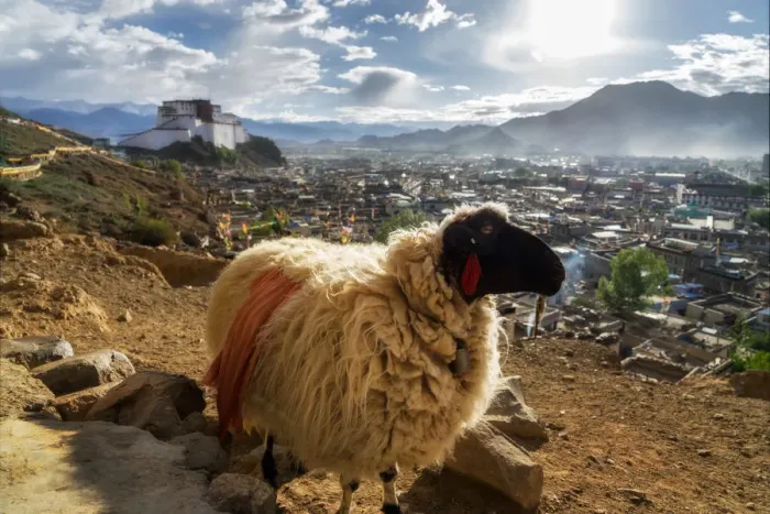 Framed Print : A sheep and Shigatse Dzong, Tibet, China Framed Print : A sheep and Shigatse Dzong, Tibet, China