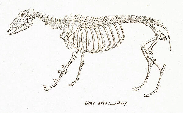 Sheep skeleton engraving 1803