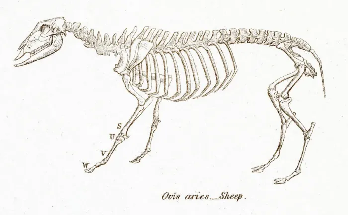 Framed Print : Sheep skeleton engraving 1803 Framed Print : Sheep skeleton engraving 1803