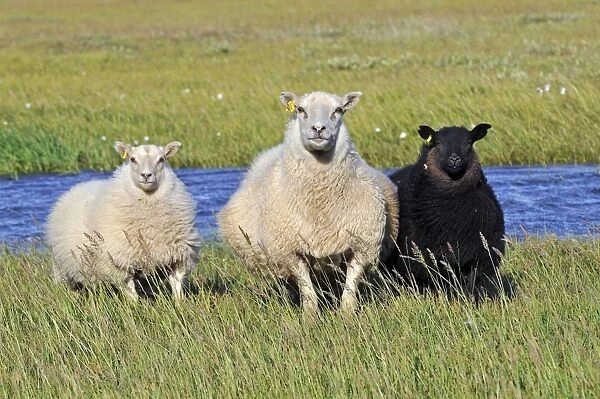 Sheep, Snaefell Peninsula or Snaefellsnes, Iceland, Europe