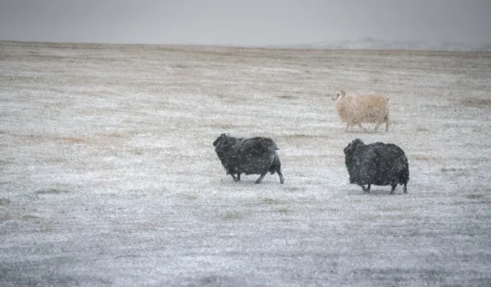 Framed Print : Sheep on a snow field Framed Print : Sheep on a snow field