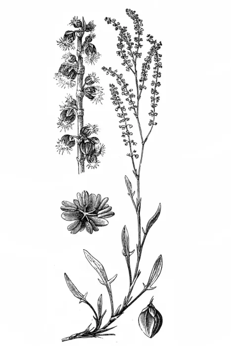 Framed Print : Sheep sorrel (Rumex acetosella) Framed Print : Sheep sorrel (Rumex acetosella)