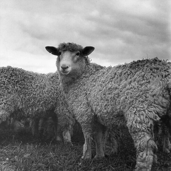 Sheep. 2nd January 1953: Sheep, at Strete, South Devon