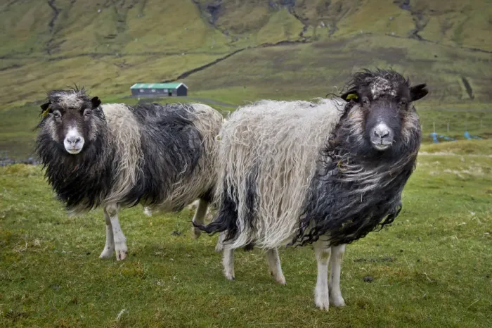 Framed Print : Sheep, Streymoy, Faroe Islands, Denmark