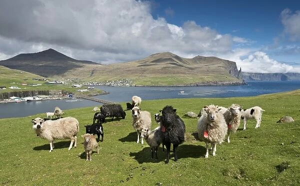 Sheep, Vagar, Faroe Islands, Denmark