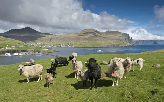 Framed Print : Sheep, Vagar, Faroe Islands, Denmark Framed Print : Sheep, Vagar, Faroe Islands, Denmark