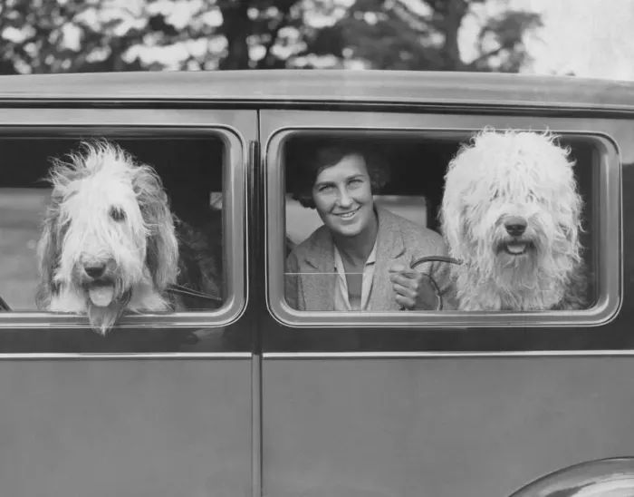 Framed Print : Sheepdogs In Car Framed Print : Sheepdogs In Car