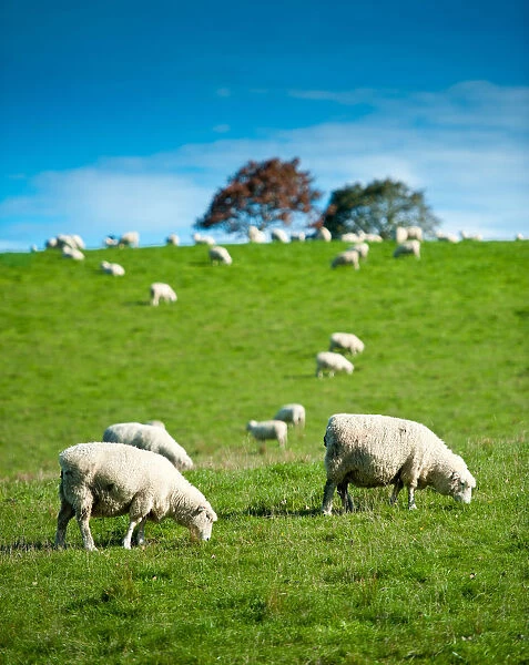 Sheeps on grass hill