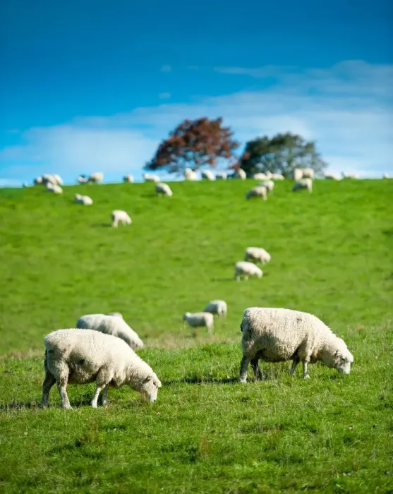 Framed Print : Sheeps on grass hill Framed Print : Sheeps on grass hill