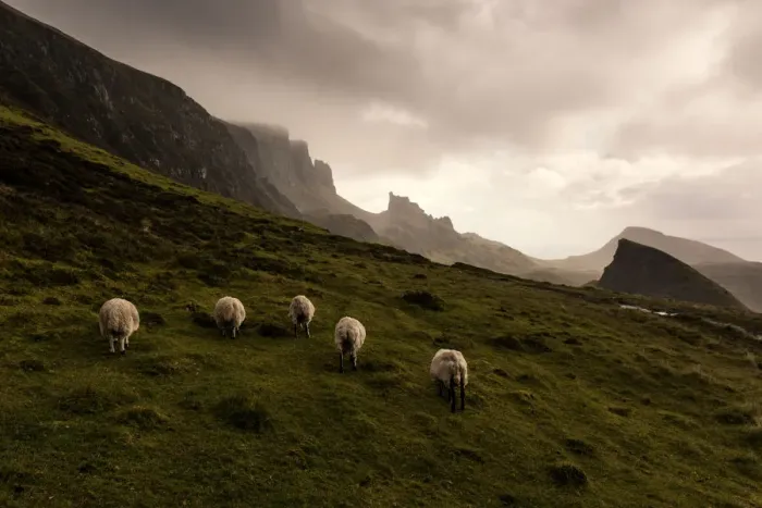 Framed Print : Five sheeps at Quiraing walk in the cloudy day Framed Print : Five sheeps at Quiraing walk in the cloudy day