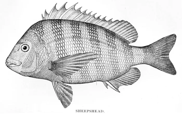 Framed Print : Sheepshead engraving 1898