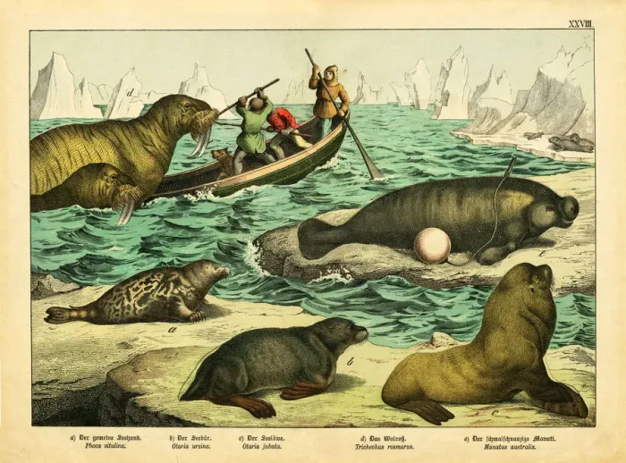 Framed Print : A sheet of antique chromo-lithograph with with walruses, seals and sea lions
