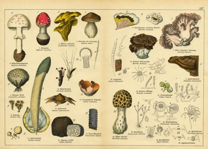 Framed Print : A sheet of very rare watercolor lithography of the early 20th century depicting mushrooms
