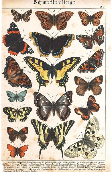 A sheet of very rare watercolor Victorian lithography depicting butterflies