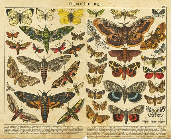 A sheet of very rare watercolor Victorian lithography depicting butterflies