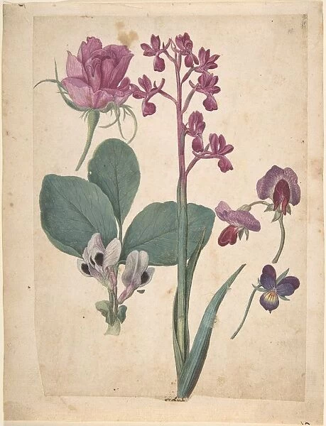 A Sheet of Studies of Flowers: A Rose, a Heartsease, a Sweet Pea, a Garden Pea, and a Lax-flowered Orchid 16th century Jacques Le Moyne de Morgues