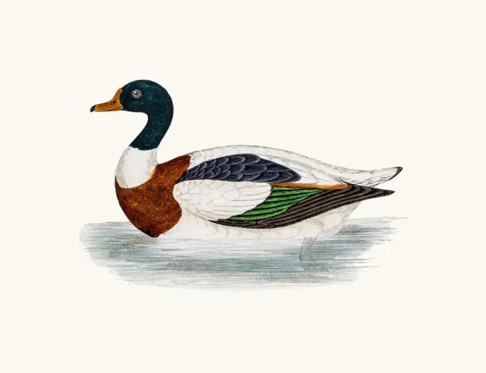 Framed Print : Shelduck Tadorna Duck Waterfowl bird Framed Print : Shelduck Tadorna Duck Waterfowl bird