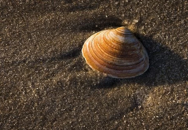 Shell on the beach, Westerland, Sylt, Schleswig-Holstein, Germany