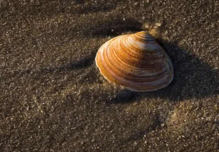 Framed Print : Shell on the beach, Westerland, Sylt, Schleswig-Holstein, Germany Framed Print : Shell on the beach, Westerland, Sylt, Schleswig-Holstein, Germany