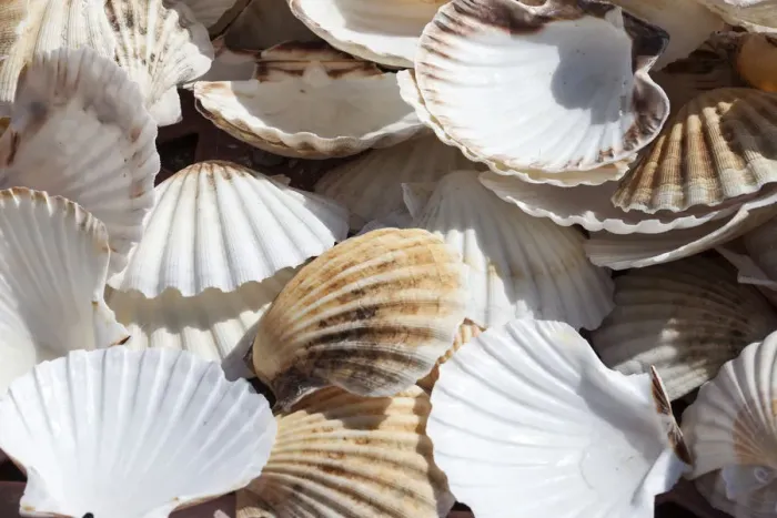 Framed Print : Shell Time Framed Print : Shell Time
