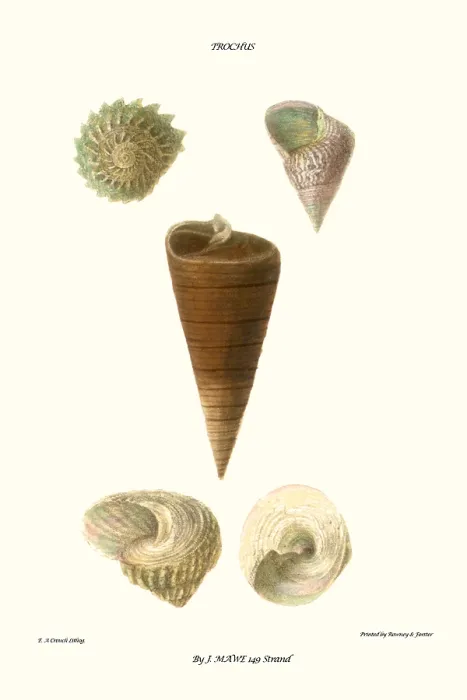 Framed Print : top shells Framed Print : top shells