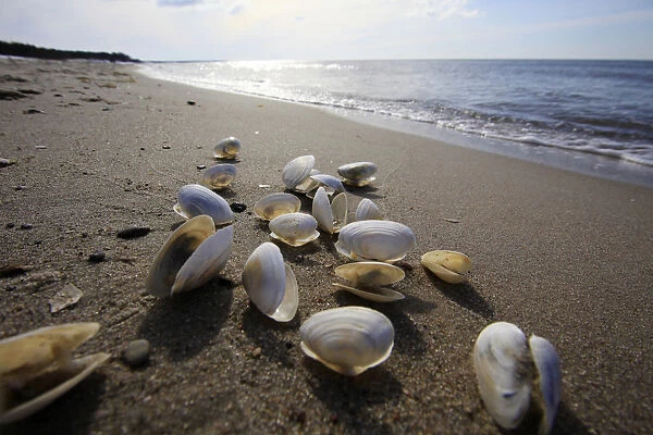 Shells on a Baltic Sea beach, Mecklenburg-Western Pomerania, Germany