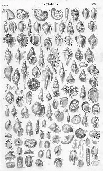 Shells old litho print form 1852