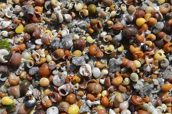 Shells of water snails on the beach, Departement Finistere, Brittany, France