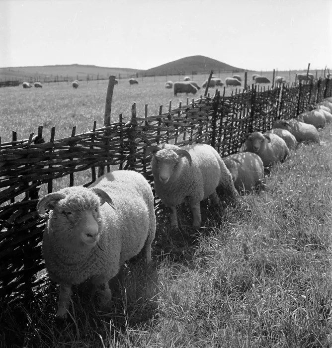 Framed Print : Shelter. 9th July 1949: Lambs shelter from the sun against the withy hurdles Framed Print : Shelter. 9th July 1949: Lambs shelter from the sun against the withy hurdles