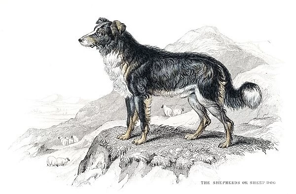 Shepherd dog engraving 1840