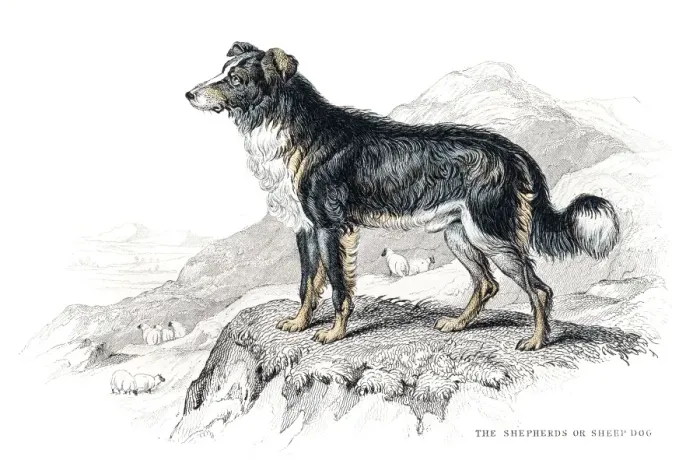 Framed Print : Shepherd dog engraving 1840 Framed Print : Shepherd dog engraving 1840