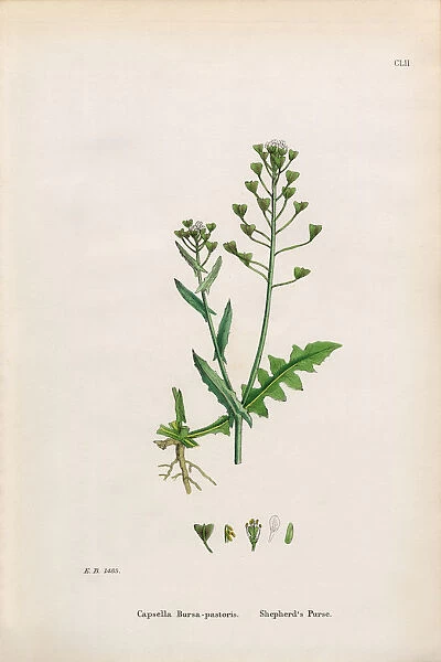 Shepherdas Purse, Capsella Bursa-pastoris, Victorian Botanical Illustration, 1863