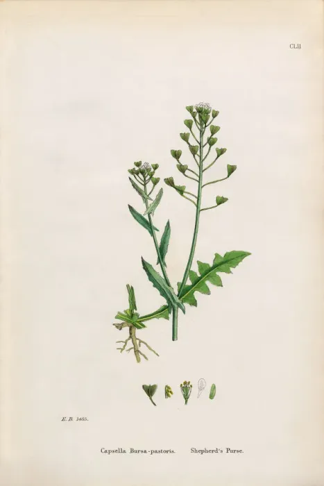 Framed Print : Shepherdas Purse, Capsella Bursa-pastoris, Victorian Botanical Illustration, 1863 Framed Print : Shepherdas Purse, Capsella Bursa-pastoris, Victorian Botanical Illustration, 1863