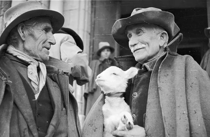 Framed Print : Shepherds. 20th December 1947: The oldest shepherd present carrying the Framed Print : Shepherds. 20th December 1947: The oldest shepherd present carrying the
