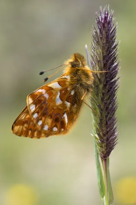 Framed Print : Shepherds Fritillary -Boloria pales-, Pitztal or Pitz Valley, Tyrol, Austria Framed Print : Shepherds Fritillary -Boloria pales-, Pitztal or Pitz Valley, Tyrol, Austria