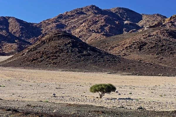 Shepherds tree -Boscia albitrunca- in a dry valley, Richtersveld Cultural and Botanical Landscape, ?Ai-?Ais Richtersveld Transfrontier Park, Northern Cape, South Africa