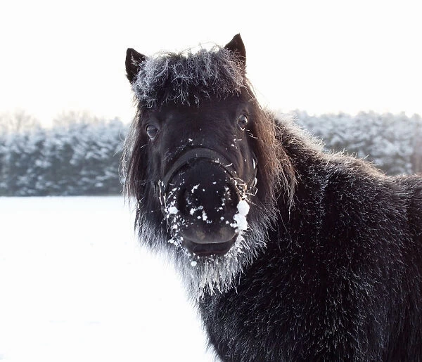 Shetland poney portrait