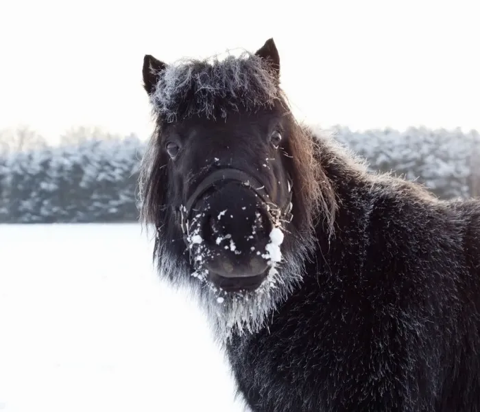Framed Print : Shetland poney portrait Framed Print : Shetland poney portrait
