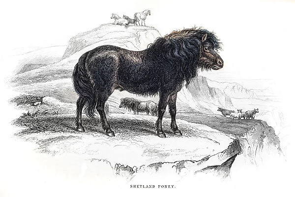 Shetland pony 1841