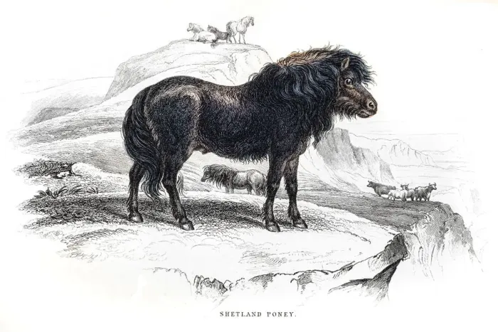 Framed Print : Shetland pony 1841 Framed Print : Shetland pony 1841