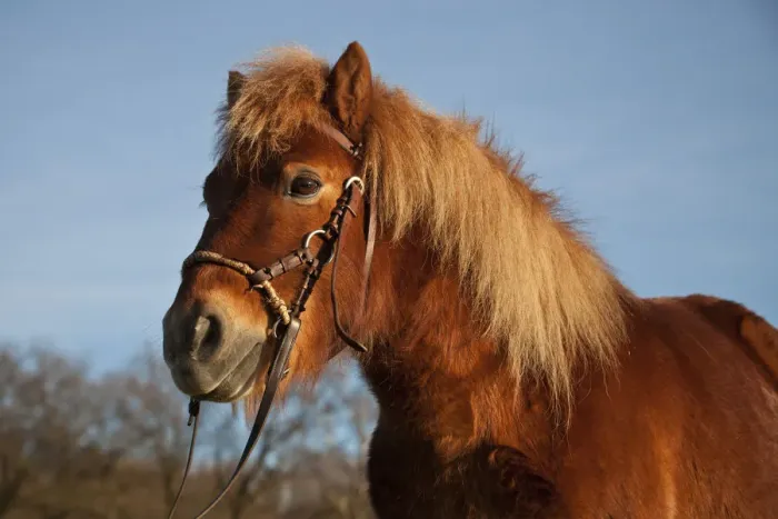 Framed Print : Shetland pony, chestnut gelding, bitless bridle