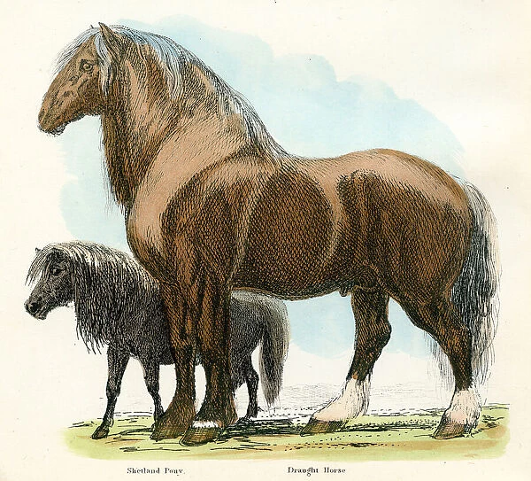 Shetland pony and draft horse engraving 1893