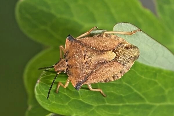 Shield Bug -Carpocoris fuscispinus-, Baden-Wuerttemberg, Germany