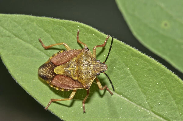 Shield Bug -Carpocoris fuscispinus-, Untergroeningen, Abtsgmuend, Baden-Wuerttemberg, Germany