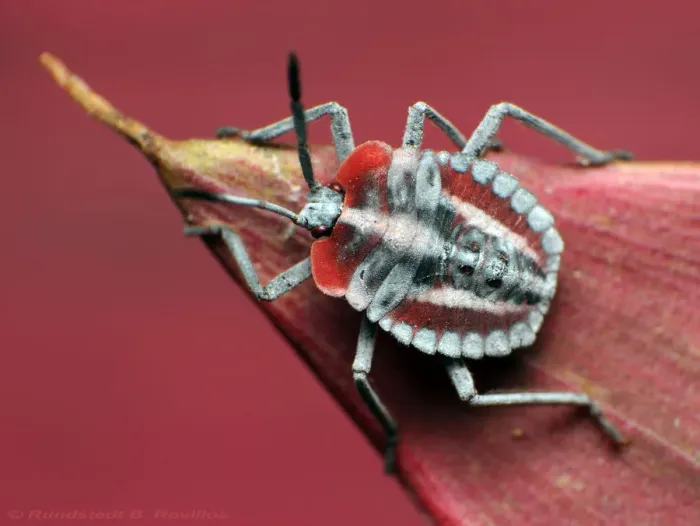 Framed Print : Shield bug nymph Framed Print : Shield bug nymph