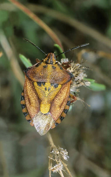 Shield Bug species (Carpocoris mediterraneus), Leptogaria, Greece, Europe