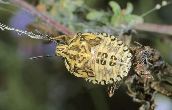 Shield Bug species (Carpocoris purpureipennis), larva, Leptokaria, Greece, Europe